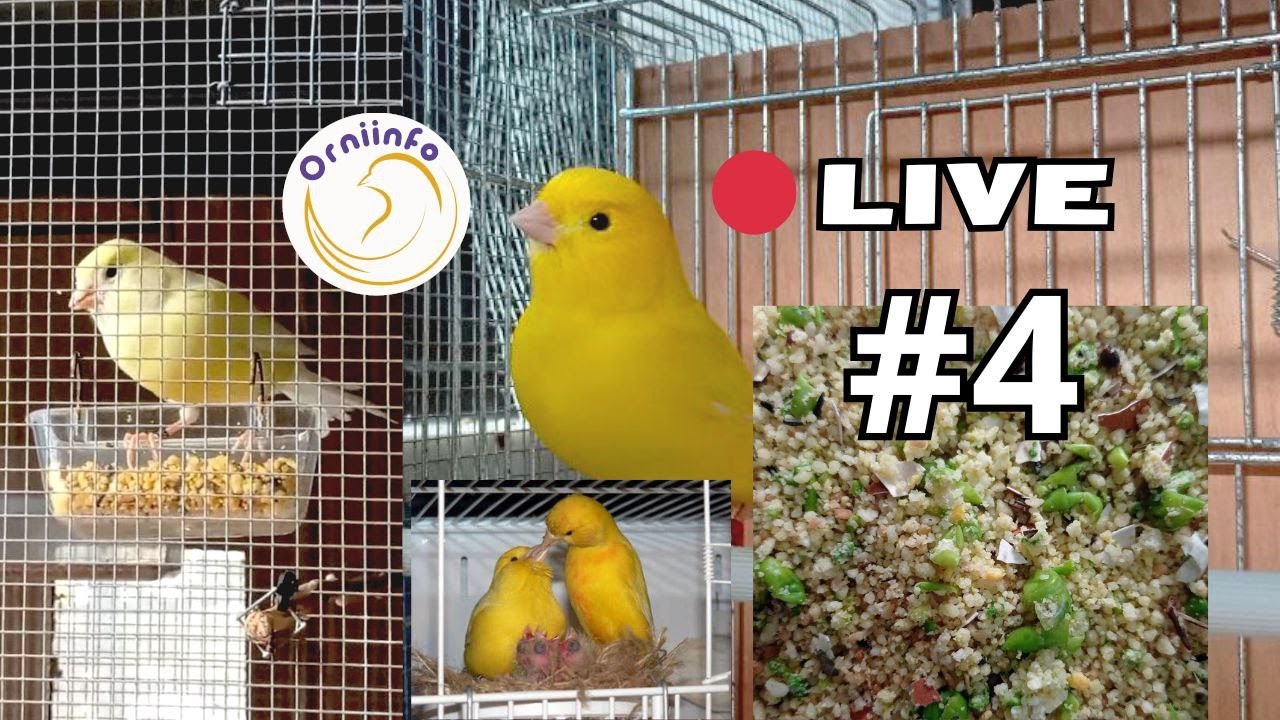 Prepariamo il pastoncino per le cove dei canarini in live! Live #4