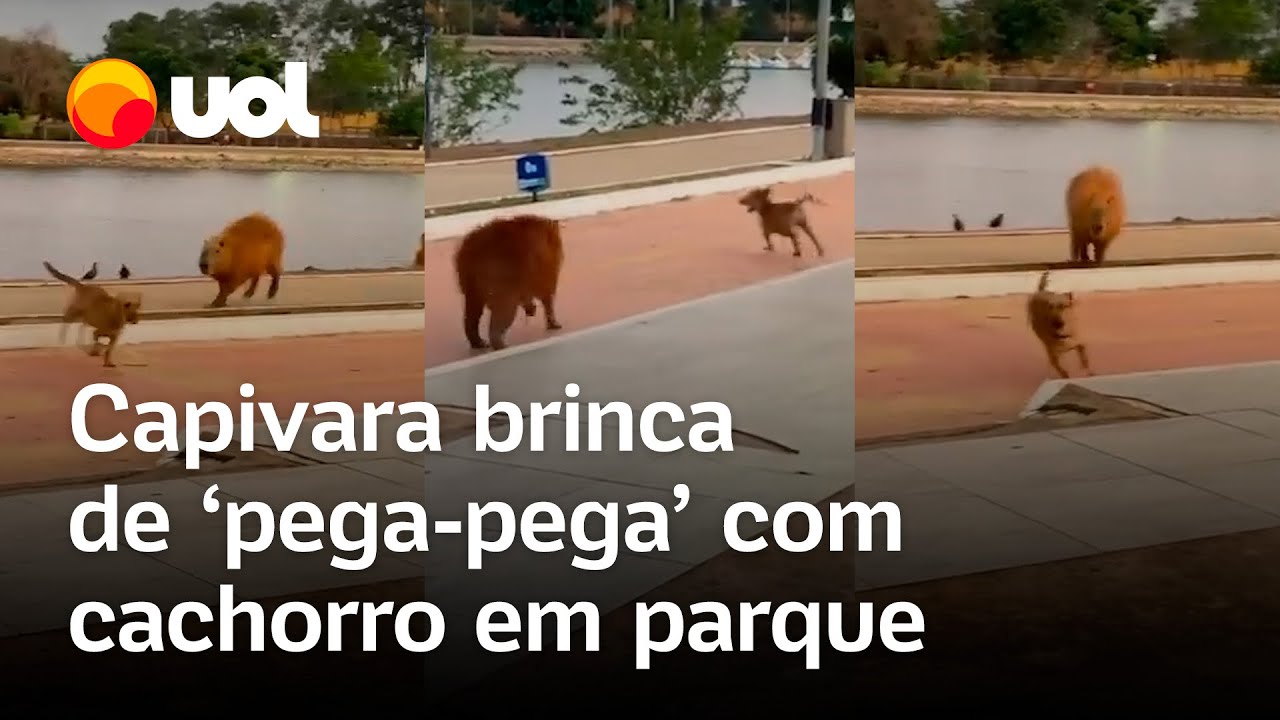 Capivara faz amizade com cachorro e brinca de 'pega-pega' em parque de Cuiabá; veja vídeo