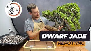 Repotting my 30+ Years Old Dwarf Jade Bonsai | Storytime | The Bonsai Supply
