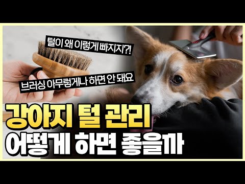 강아지 종류별 털관리 요령