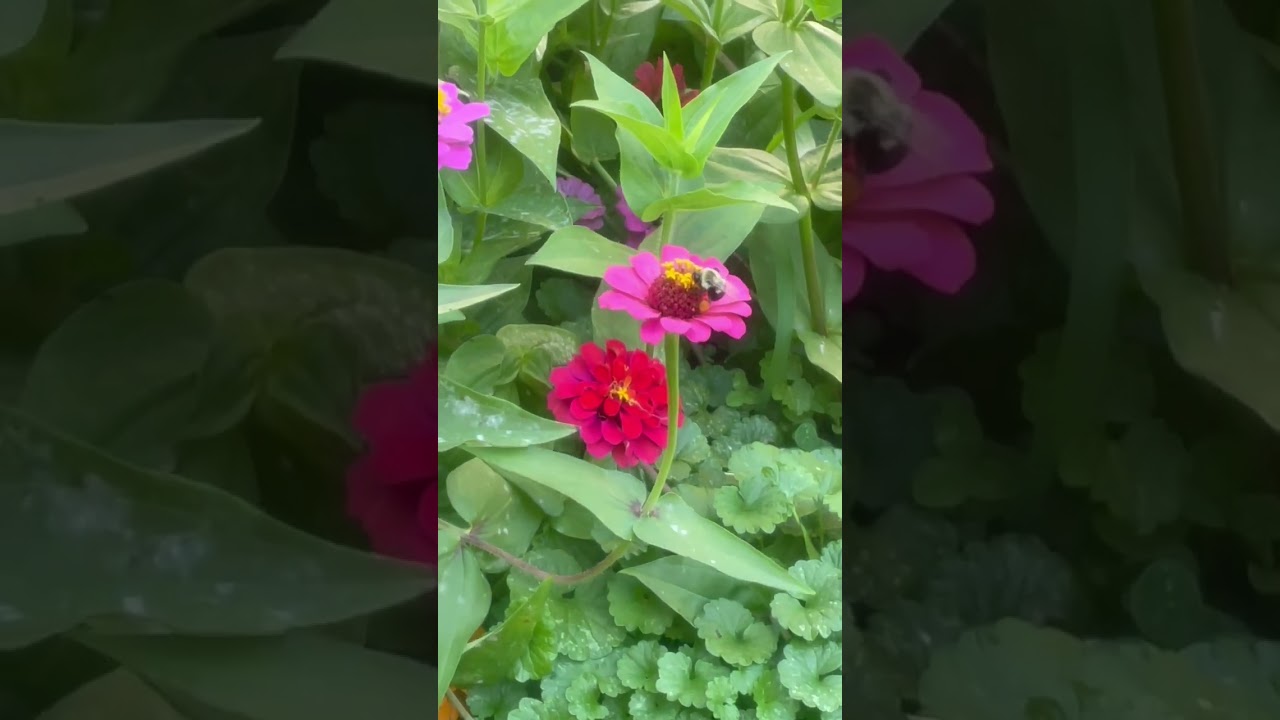 Bumble Bees & Butterfly's Pollinating Beautiful Flowers in my backyard garden 