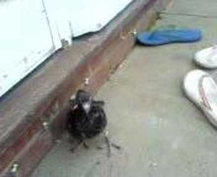 bird attack caught on camera