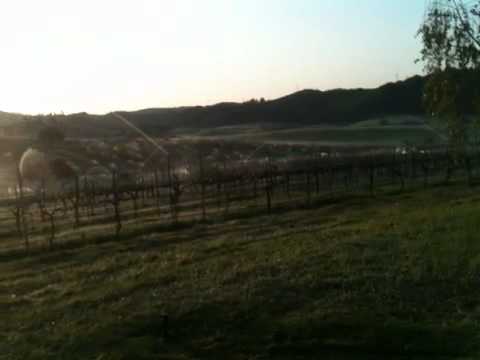 Edna Vineyard Photo 8