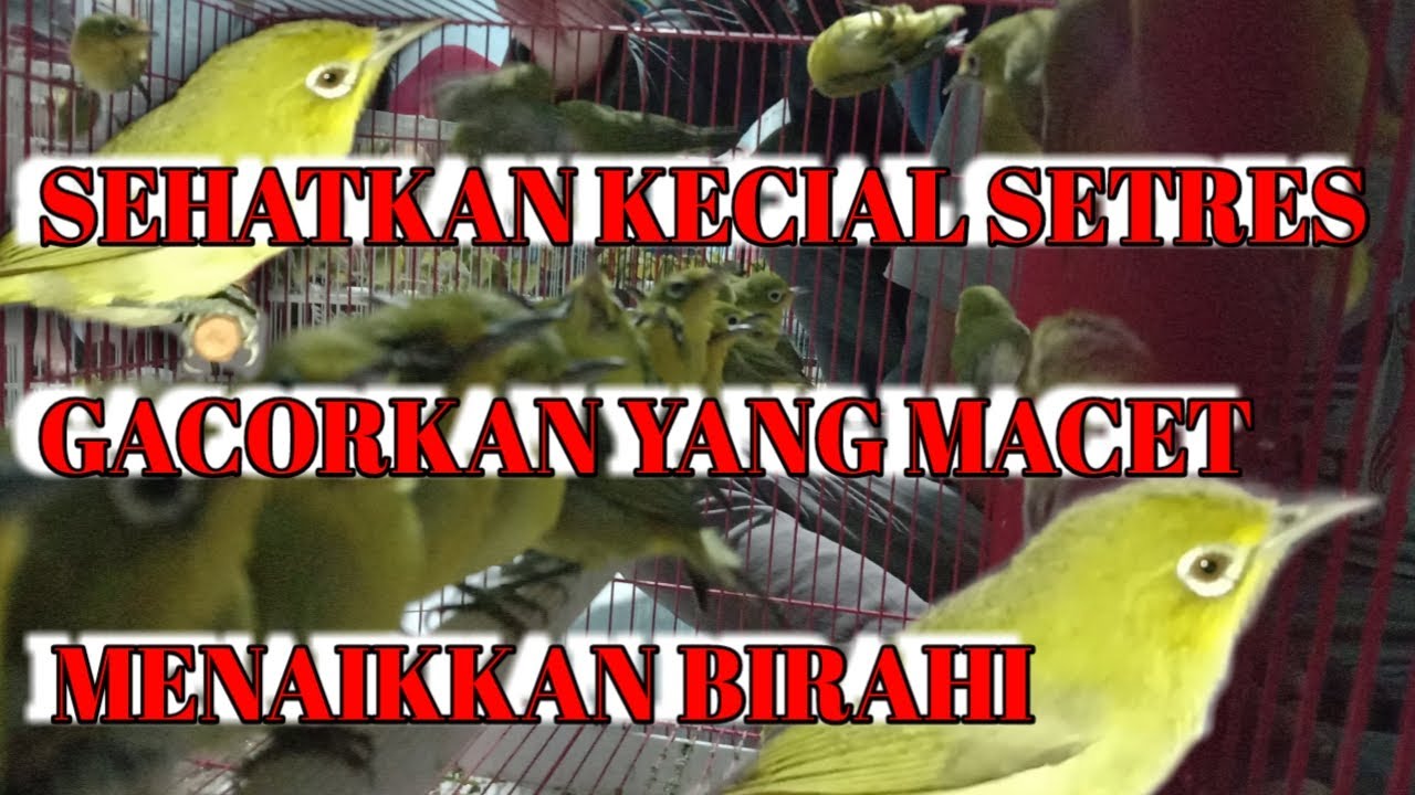 Ciak ciak gebokan bikin kecial lain sehat dan gacor
