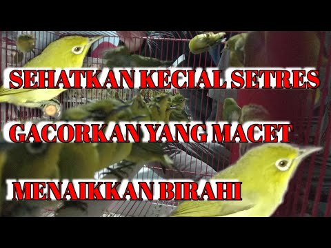Ciak Joss Kecial Kuning Terbukti Ampuh RANGSANG Kecial Bikin Aktif NEMPEL‼️| PEPADU KECIAL