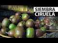 Momento para sembrar tu arbol de CIRUELA | Tu Profe TV