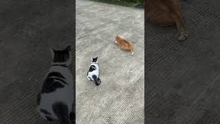 #cat #cute #animation #cutecat #art #imut #cuteanimal #animasulucu #cutepet #lucu #shorts