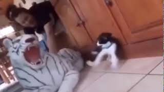 Cat loses all 9 of his lives