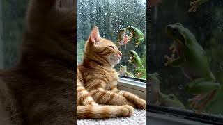 Sleepy ginger kitten watching tree frogs cling to a window during a spring storm