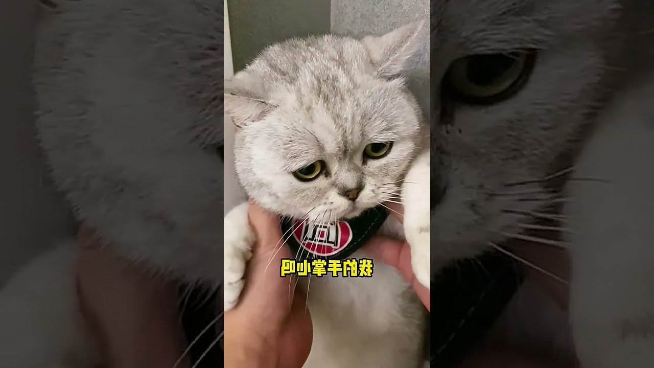 Lost in Darkness: Forced Business of Kitty | Cute Pet Discovery Plan | Fun of a Cat Parent