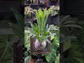 platycerrium #plants #garden #green #nature #housplants #tanamahias #orchids #aroids #antorium #fyp
