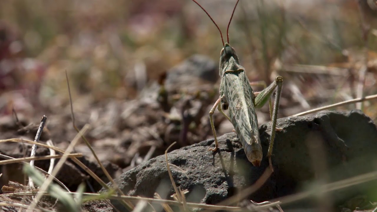 Antílopes berrendos en las llanuras de Nuevo México. Jueves 2 de Mayo a las 21:00.