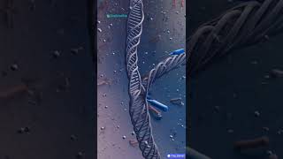 Enzymes in DNA Replication Explained in 60 Seconds | Helicase, Polymerase, Ligase 🧬