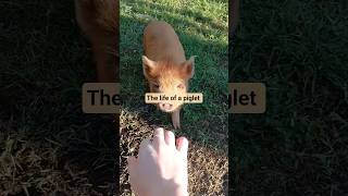 The rural life of a piglet #homesteading #piglet #farmanimals #rurallife