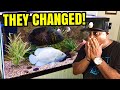 MY RARE OSCAR FISH CHANGED COLORS!