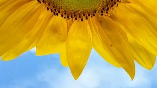 Royalty Free Music - Free Direct Download - Skipping Banjos - Upbeat Underscore