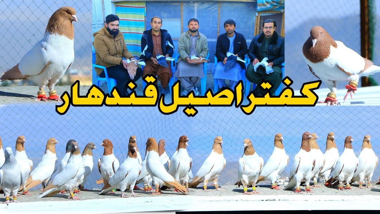 کفتر های اصیل قندهار- کفتر های نایاب افغانستان | Most precious & Beautiful Afghanistan pigeons