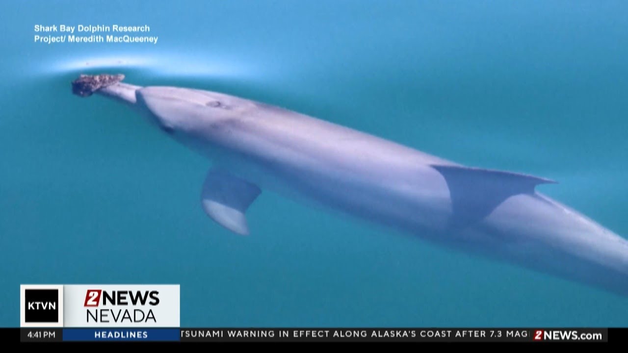 Some Australian dolphins use sponges to hunt fish, but it's harder than it looks
