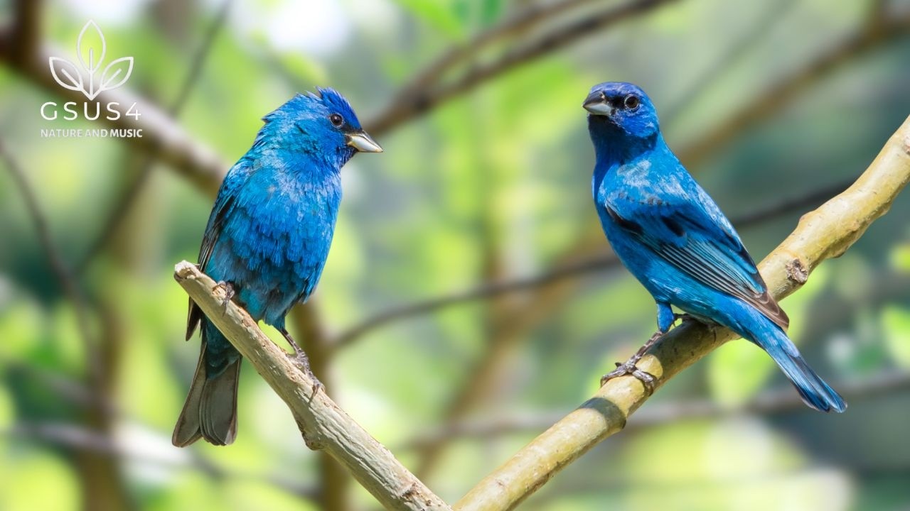 Forest Birds Singing - 10 Hours of Nature Sounds for Focus, Sleep, and Relaxation