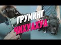 ГРУМИНГ ЧИХУАХУА / ОБУЧЕНИЕН ГРУМИНГУ / Эпизод МАСТЕР-КЛАССА / GROOM SCHOOL