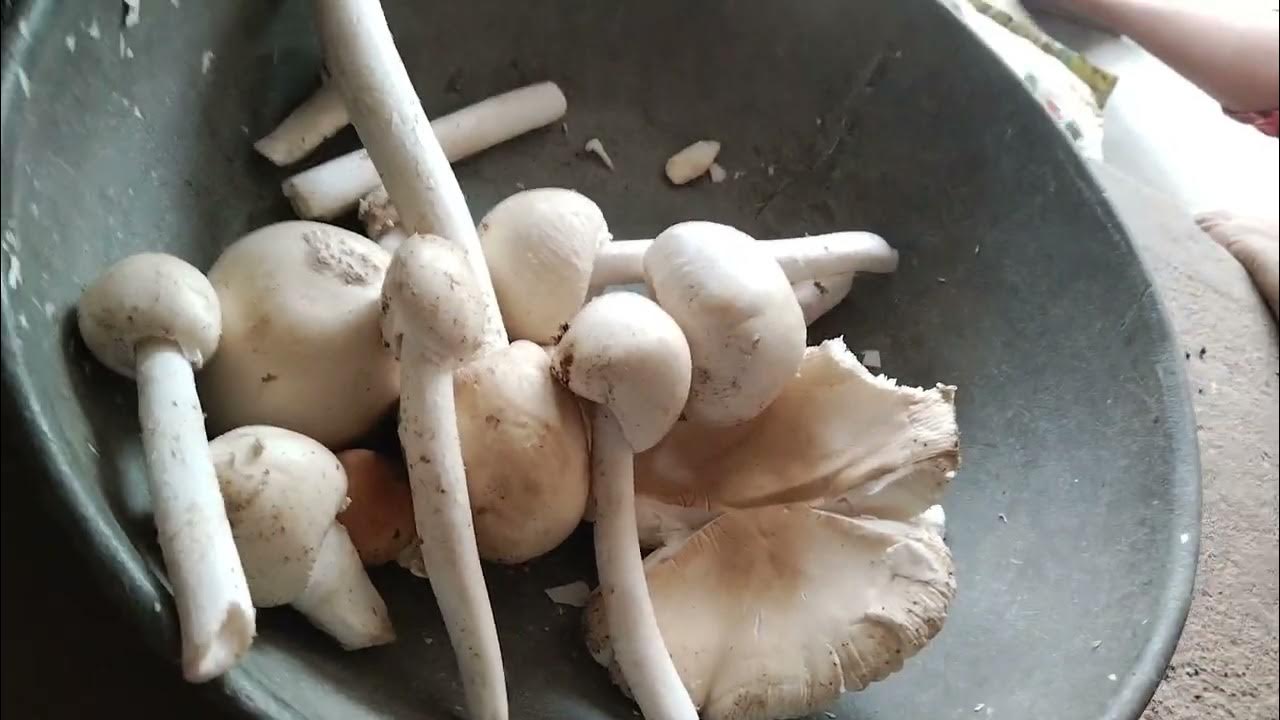 Nepal mushroom 🍄🍄 YouTube