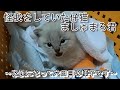 家族になった子猫ましゅまろ、6日後の様子。