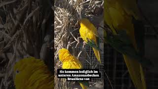Goldsittiche (Guaruba guarouba) im Zoo Dortmund 2026