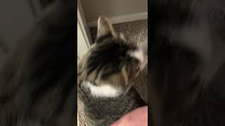 Scratches And Purrs