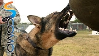 Top 10 perros más peligrosos debido a su fuerza y tamaño - Top 10 most dangerous dogs