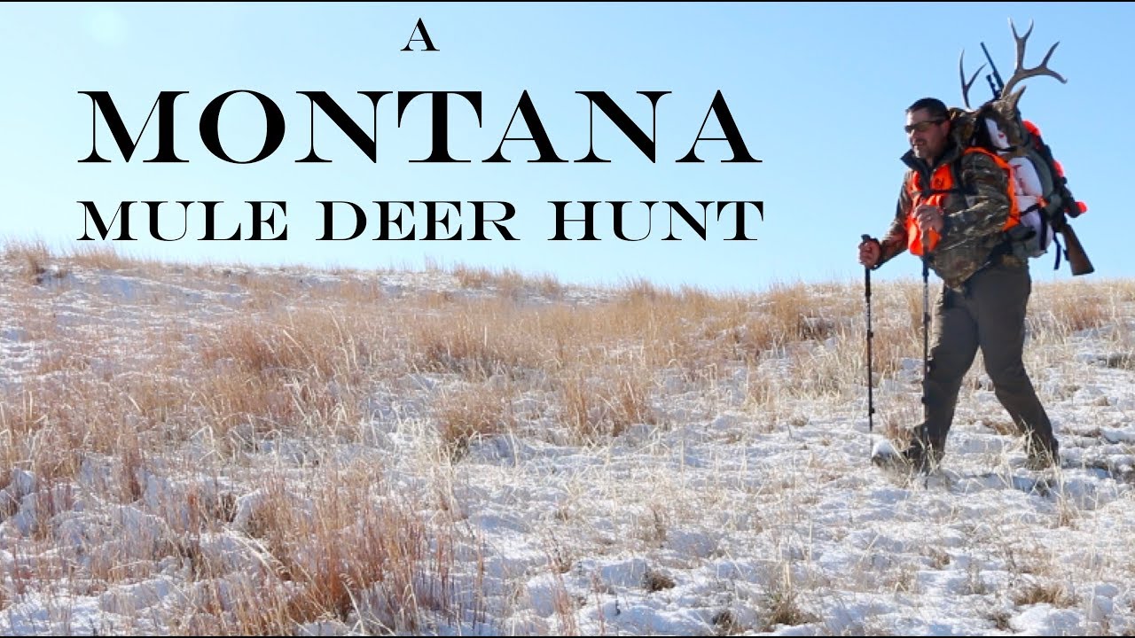 A Montana Mule Deer Hunt YouTube