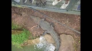 Big Croc in Cebu Safari 🐊 #fyp #travel #ytshorts #tiktok
