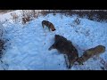 Охота на кабана с лайками (закрыли сезон, перезалив видео)