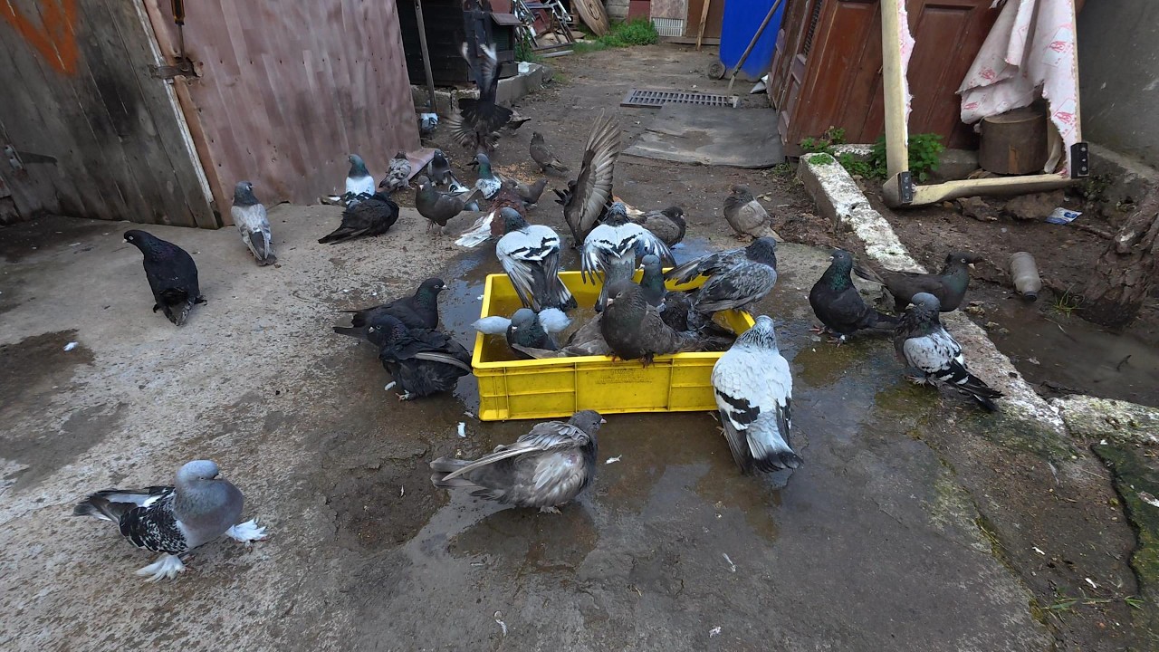 Daily Life of Pigeons 🕊️ Feeding, Water Bath & Mating