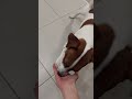 11.12.2024 #dog #собака #животные #джекрасселтерьер #jackrussell #джекрассел #дрт #pets