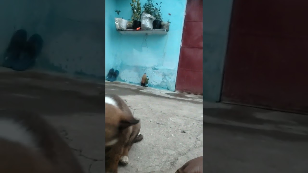 सुबह-सुबह छोटू अकेले दरवाजे के बाहर खड़ा था#