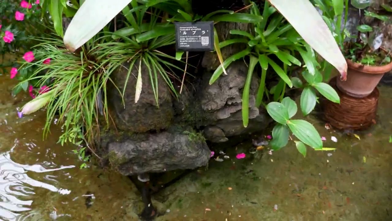 サカタのタネ・グリーンハウス、Greenhouse of Sakatanotane