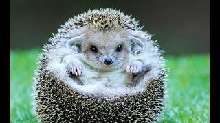 Hedgehog Book Recommendations of Cyttorak!