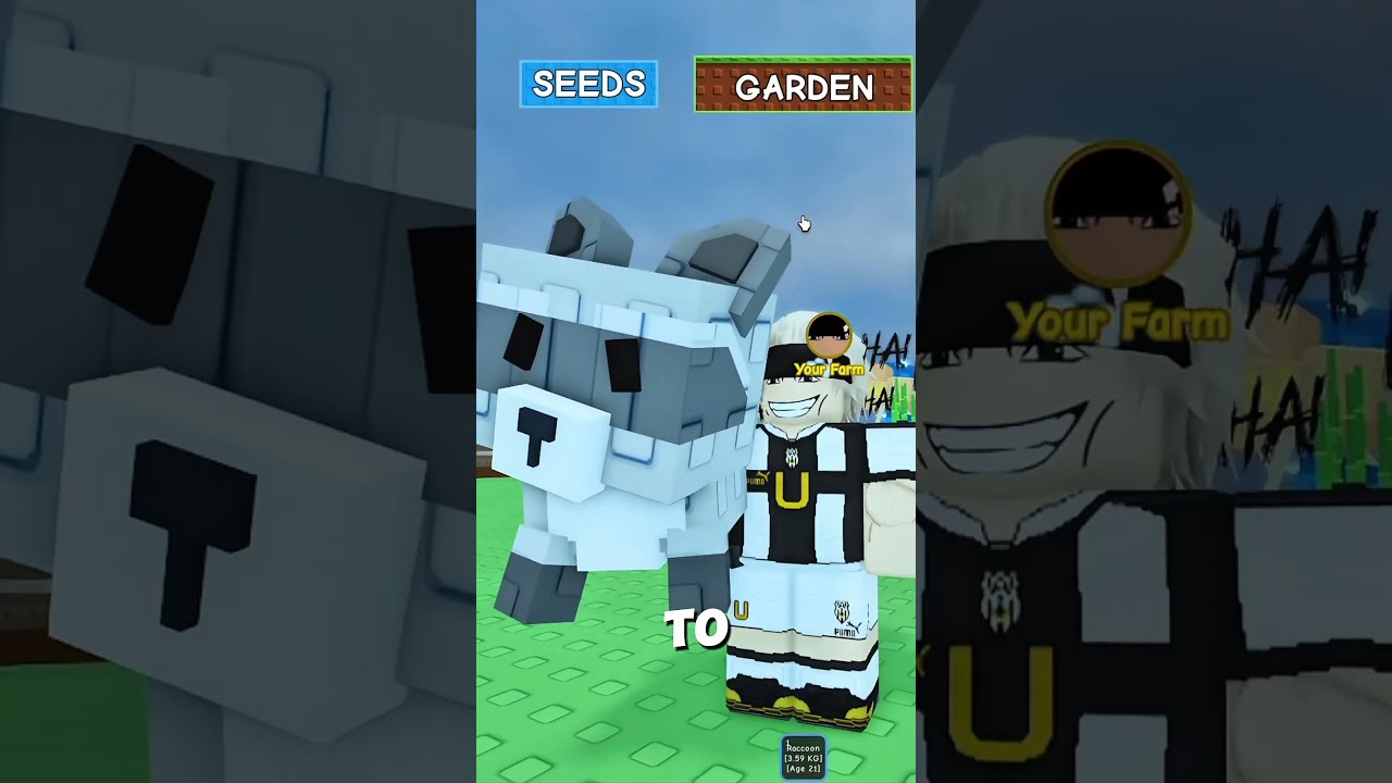 How To Get RACOON IN ZEN Update GROW A GARDEN Roblox Growagarden