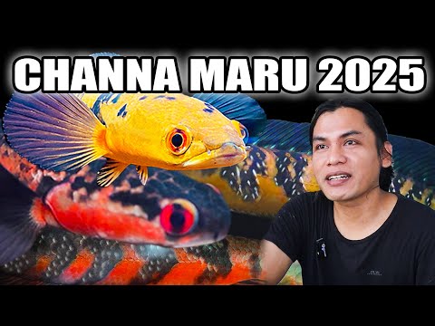 IKAN CHANNA MARU TAHUN 2025