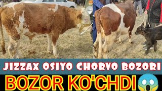 1-qism JIZZAX OSIYO MOL BOZORI XARXILIDAN🐄🐂🐃