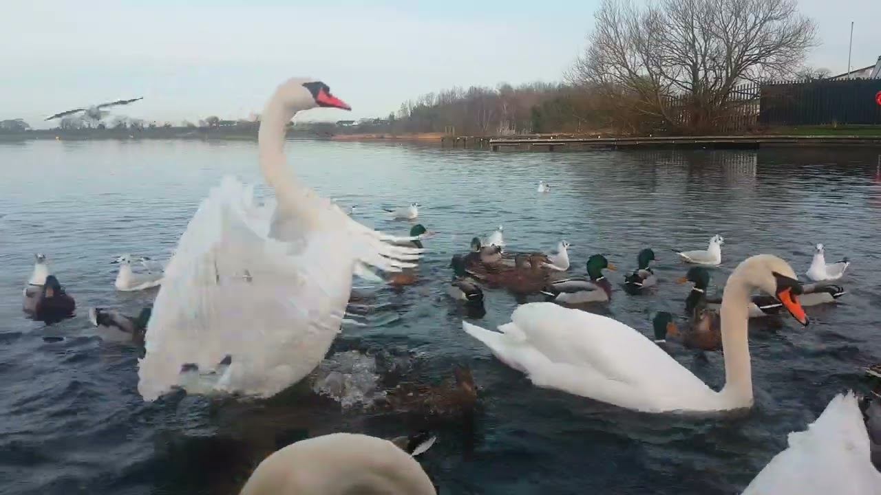 KINNEGO MARINA IRELAND 🇮🇪