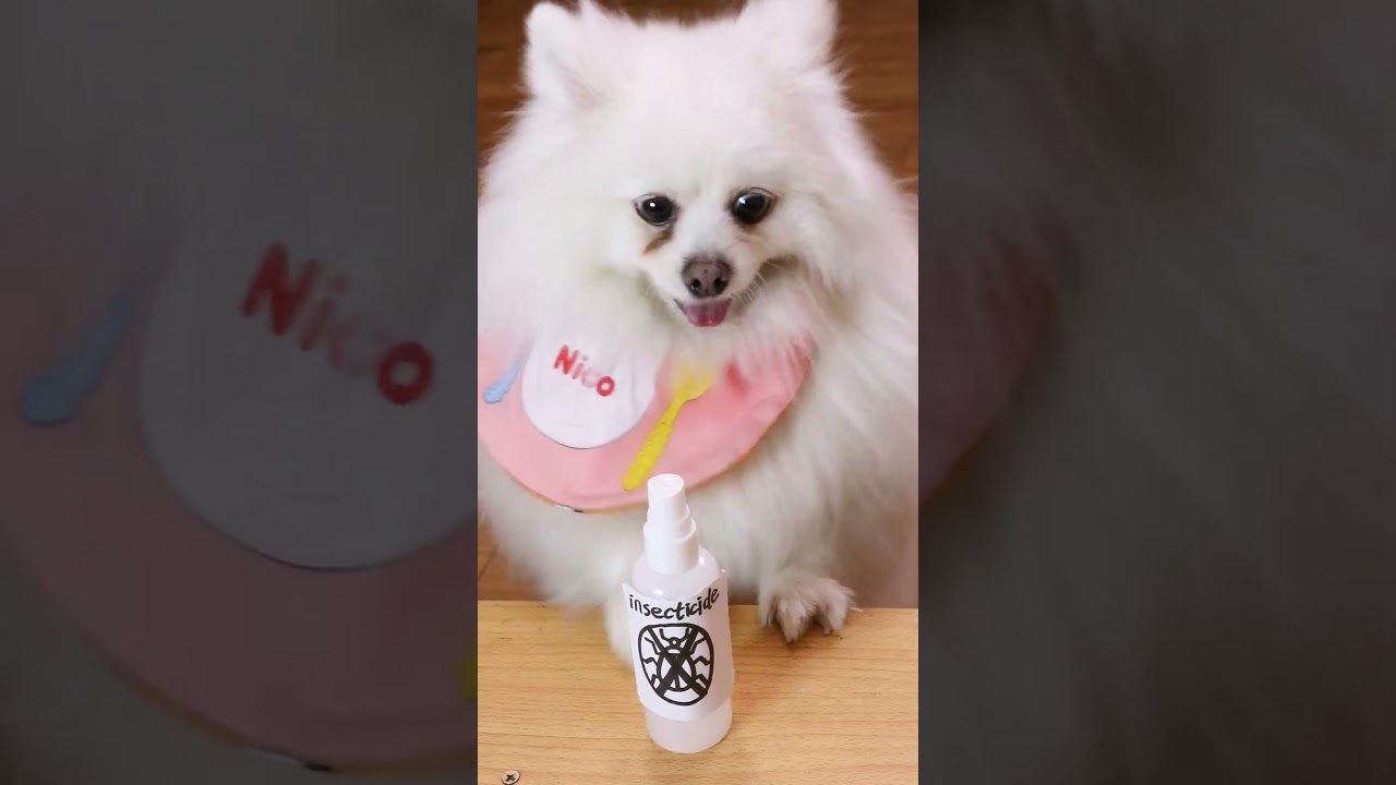 Do you dare to eat salmon sashimi?