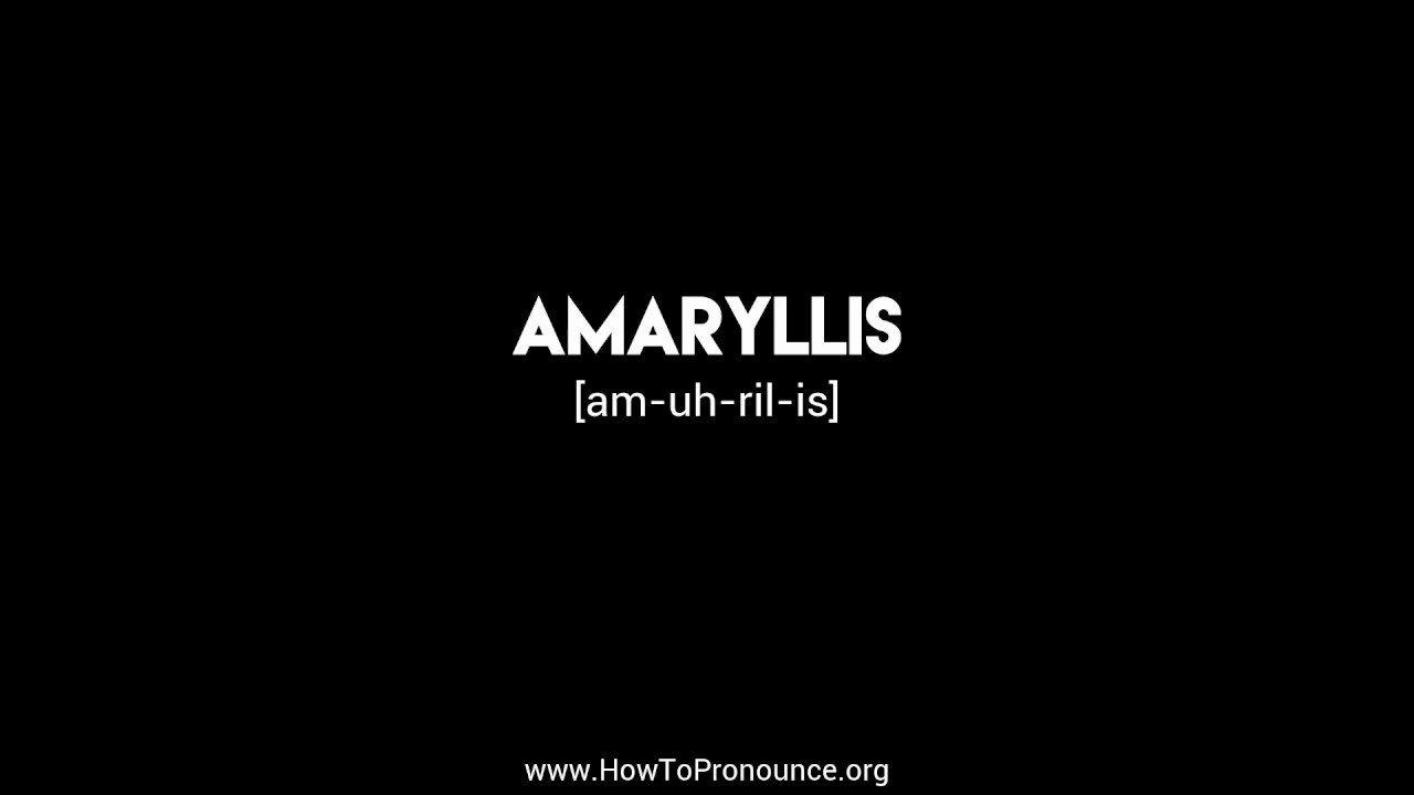 How to Pronounce "amaryllis" - YouTube