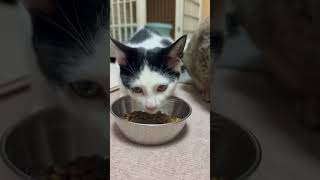 仲良しの3匹はいつも一緒にご飯を食べています#shorts #猫 #cat #タロちゃん #むぎちゃん #子ネコ #猫とネコ #猫のいる暮らし