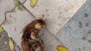 Cami Önünde Bekliyorum Seni Canım Kedi Kız Derken Oldu Işte Bu Şekilde...