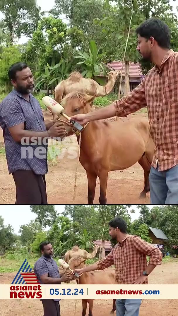 മദ്യലഹരിയില്‍ കുതിരയെ എംസി റോഡില്‍ ഇറക്കിവിട്ട സംഭവം; കുതിരയെ വിറ്റയാള്‍ തിരികെ എടുത്തു