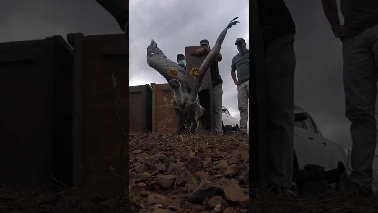 Rehabilitated Vulture Released back into the Wild