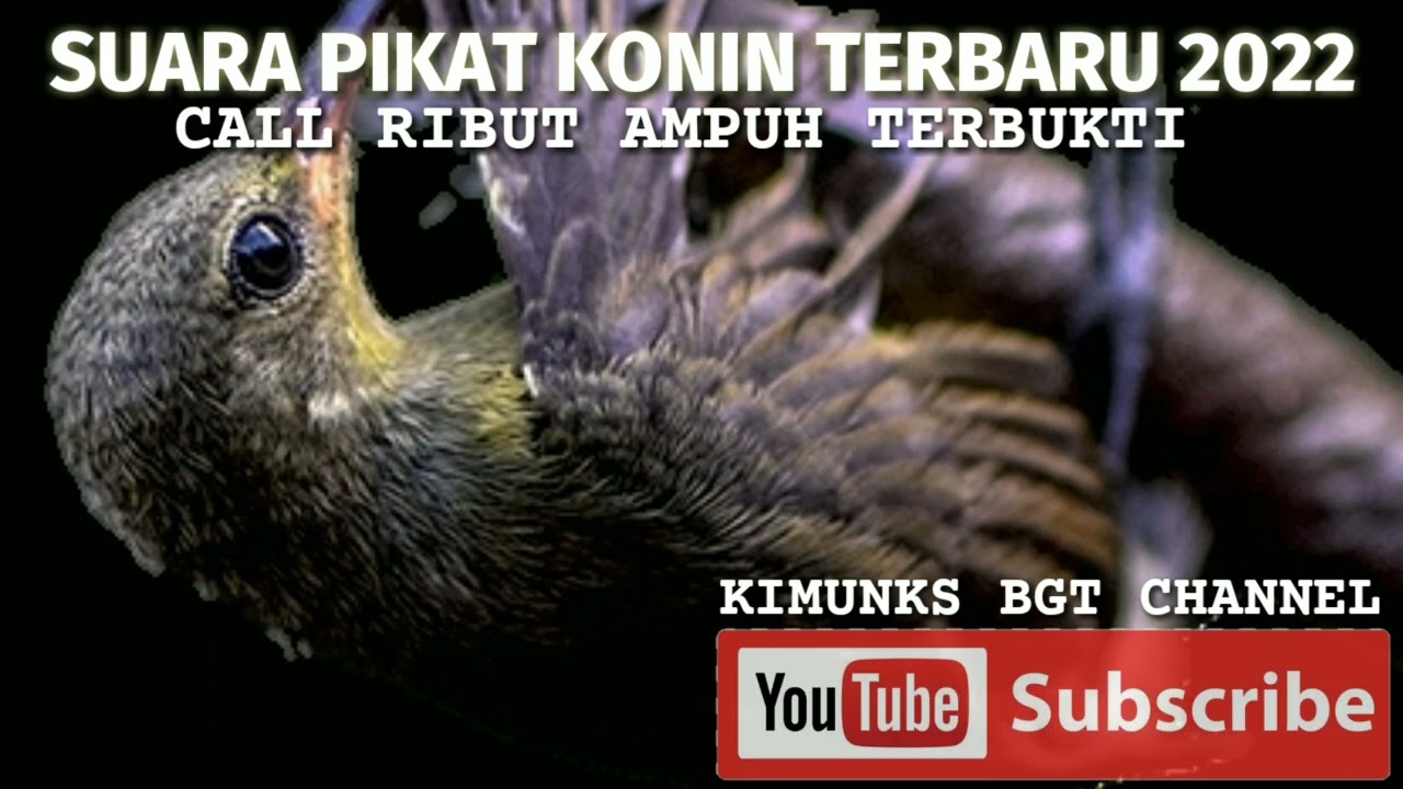 SUARA PIKAT KONIN TERBARU 2022 AKHIR CALL RIBUT TERBUKTI AMPUH