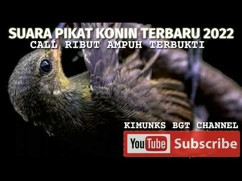 panggilan konin mabung yang cocok untuk suara pikat konin liar
