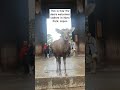 Deers welcomes visitors in Nara Park, Japan #bowingdeer #bowing #deerpark #naradeerpark #narajapan